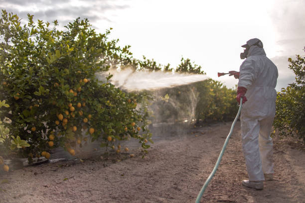 Best Wasp Removal Services  in Ttapoisett Center, MA